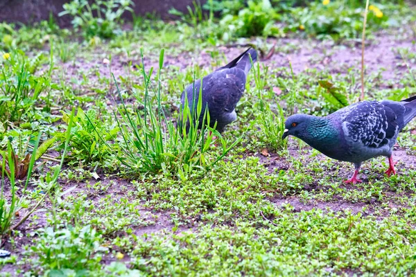 2羽の鳩が地面に食べ物を探し — ストック写真