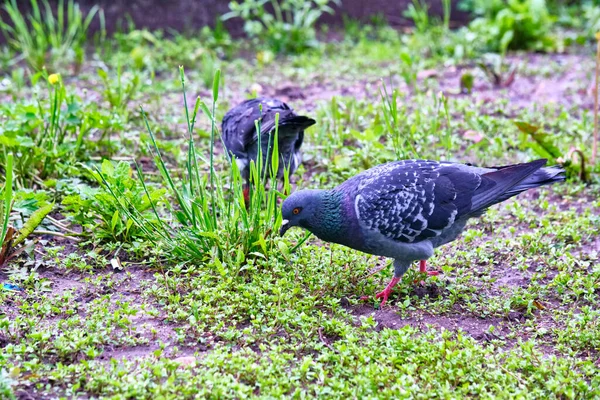 Zwei Straßentauben Auf Nahrungssuche Boden — Stockfoto