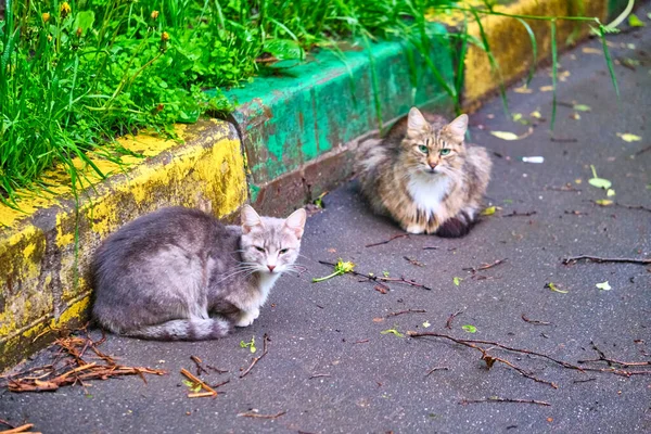 Dois Gatos Rua Plano Geral — Fotografia de Stock