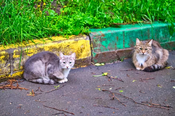 Два Коти Вулиці Генеральний План — стокове фото