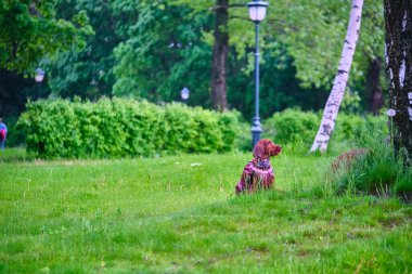 İki İrlandalı genel çim planıyla oynuyor.