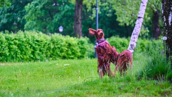 草の上で遊ぶ2人のアイルランド人のセッター — ストック写真