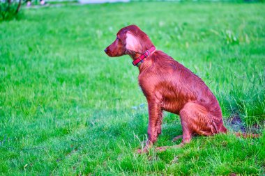 Kırmızı İrlandalı bir köpek çayırda oturuyor.