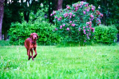 İrlanda Yerleşimcisi çayır genel planında duruyor