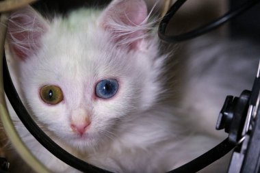 Beyaz kedi yavrusu kabloların yanında oturur.