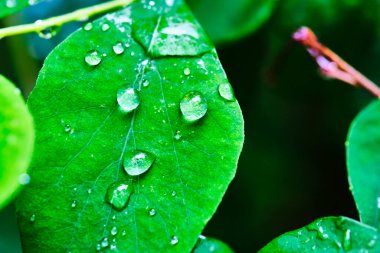 Yeşil bir makro yaprağın üzerindeki su damlaları