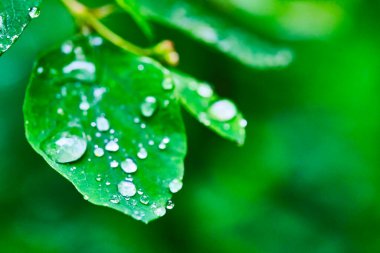 Yeşil bir makro yaprağın üzerindeki su damlaları