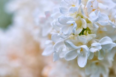 Güzel çiçek açan leylak çiçekleri, arka planda bulanıklık olan makro çekimler. Bahar doğası çiçekleri, pembe mor leylak çiçekleri. Bayram için çiçekli tebrik kartı afişi