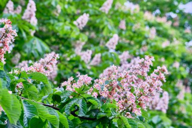 Bulanık arkaplan renginde kestane çiçekleri