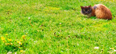 Güzel üç renkli kedi genel planı