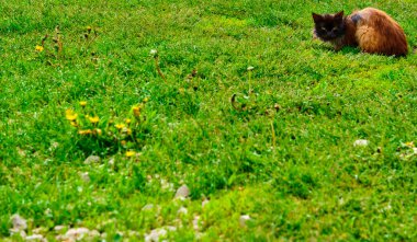 Güzel üç renkli kedi genel planı