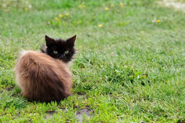Güzel üç renkli kedi genel planı