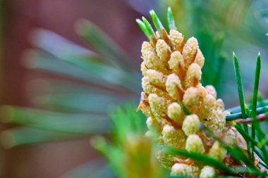 Genç bir tümsek bir dal makrosu yedi.