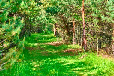 Muhteşem ormanda güzel bir patika