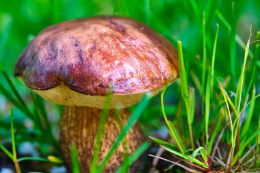 Çimenlerde yetişen güzel mantar domuzu