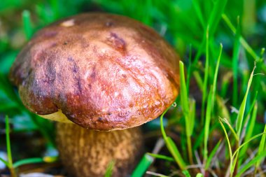 Çimenlerde yetişen güzel mantar domuzu