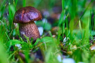 Çimenlerde yetişen güzel mantar domuzu