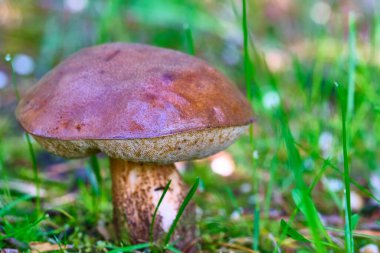 Çimenlerde yetişen güzel mantar domuzu