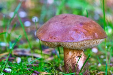 Çimenlerde yetişen güzel mantar domuzu