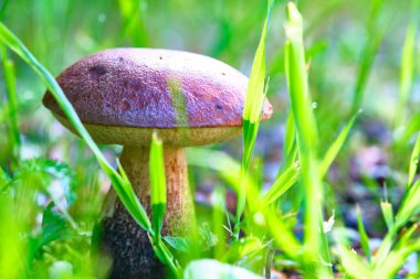 Çimenlerde yetişen güzel mantar domuzu