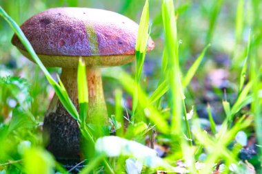 Çimenlerde yetişen güzel mantar domuzu