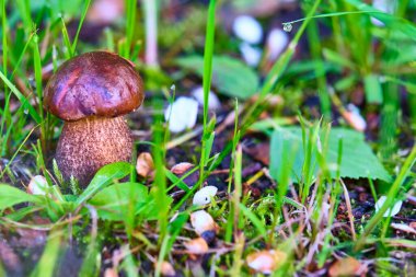 Çimenlerde yetişen güzel mantar domuzu
