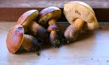 güzel yenilebilir mantarlar genel plan