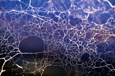 Güzel örümcek ağı genel planı