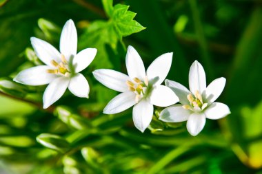 Güzel kır çiçekleri arka planda bulanık genel plan