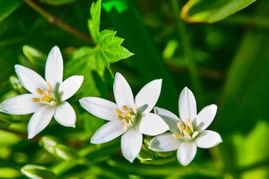Güzel kır çiçekleri arka planda bulanık genel plan
