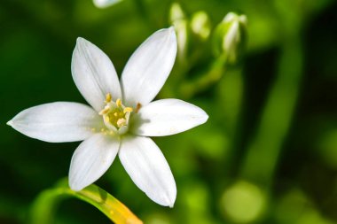 Güzel kır çiçekleri arka planda bulanık genel plan