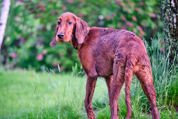 Irský Setr Stojí Louce Všeobecný Plán — Stock fotografie