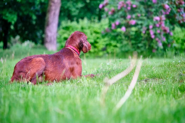 Rojo Irlandés Setter Perro Verde Gras Parque Plan General — Foto de Stock