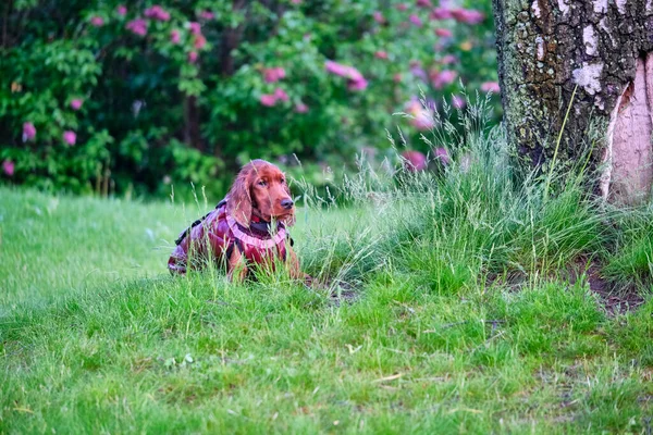 Red Irish Setter Pes Zelených Gras Parku Obecný Plán — Stock fotografie