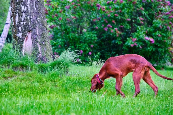 Irischer Setter Steht Auf Der Wiese — Stockfoto