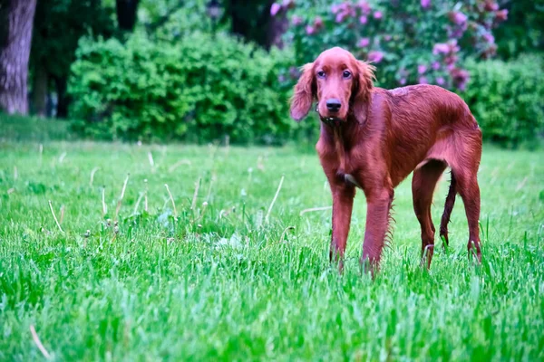 Setter Irlandais Debout Dans Prairie Plan Général — Photo