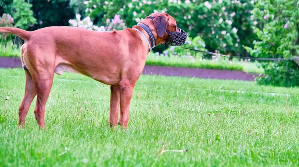 Cão Grande Fica Plano Geral Grama — Fotografia de Stock