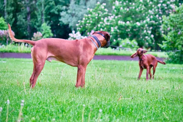 Deux Chiens Jouant Dans Parc Plan Général — Photo