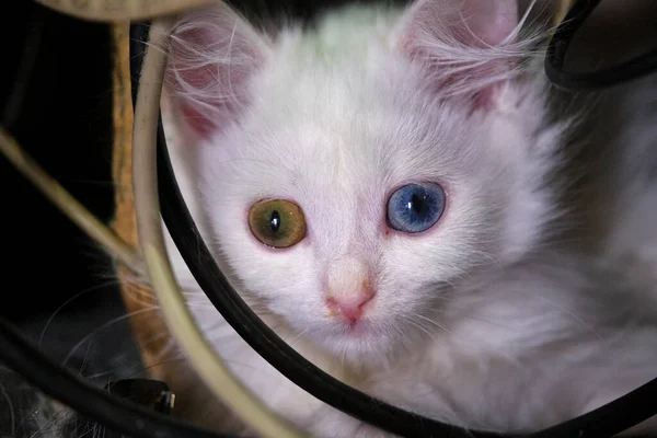 Beyaz Kedi Yavrusu Kabloların Yanında Oturur — Stok fotoğraf