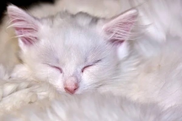 Blanc Chaton Mignon Dort Faible Lumière — Photo