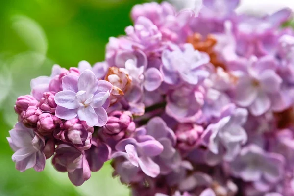 Beautiful Flowering Branch Lilac Flowers Close Macro Shot Blurry Background — Stock Photo, Image
