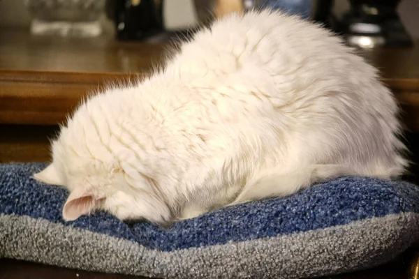 Kucing Putih Berbaring Atas Bantal Cahaya — Stok Foto