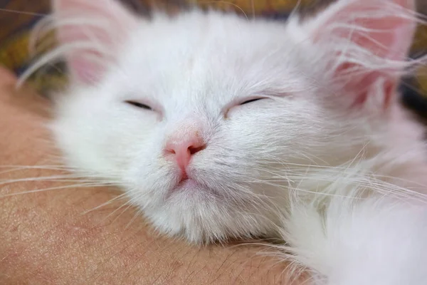 White Kitten Sleeps Man Arms Close Plan — Stock Photo, Image