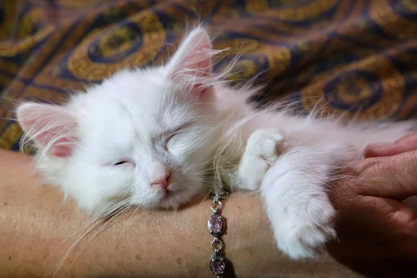 Biały Kotek Śpi Ramionach Człowieka Plan Ogólny — Zdjęcie stockowe