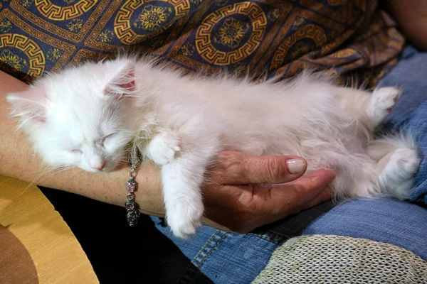 Λευκό Γατάκι Κοιμάται Στην Αγκαλιά Του Ανθρώπου Γενικό Σχέδιο — Φωτογραφία Αρχείου