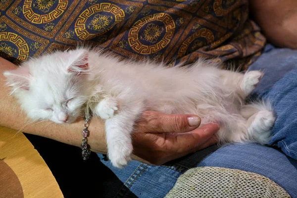 Gatito Blanco Duerme Los Brazos Del Hombre Plan General — Foto de Stock