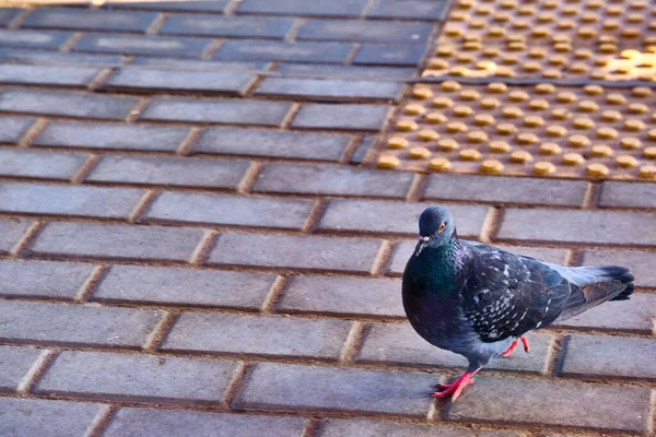 거리에는 외따로 떨어져 비둘기 비둘기들 거리에서 — 스톡 사진