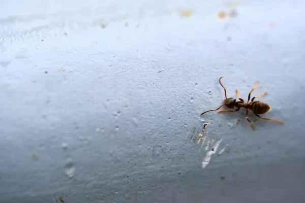 개미는 파이프 계획에 — 스톡 사진