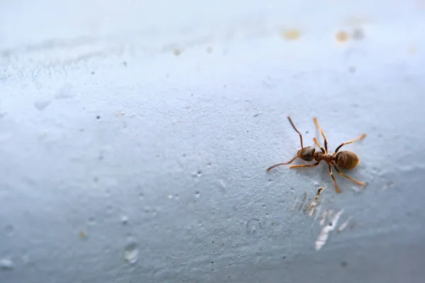 개미는 파이프 계획에 — 스톡 사진