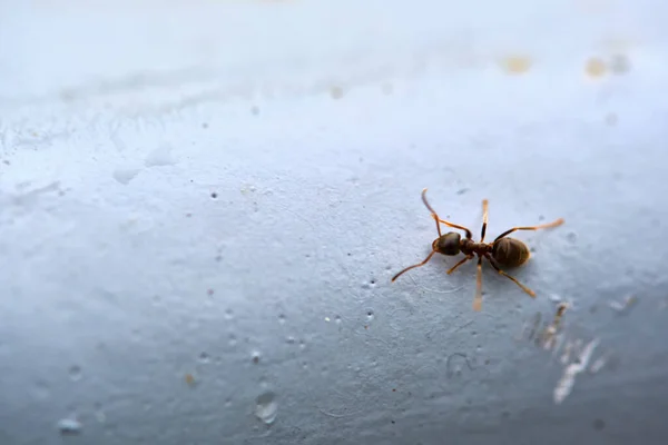 개미는 파이프 계획에 — 스톡 사진
